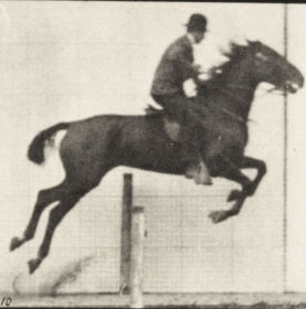 Plate 639 'Daisy' jumping a hurdle, saddled — figure reference